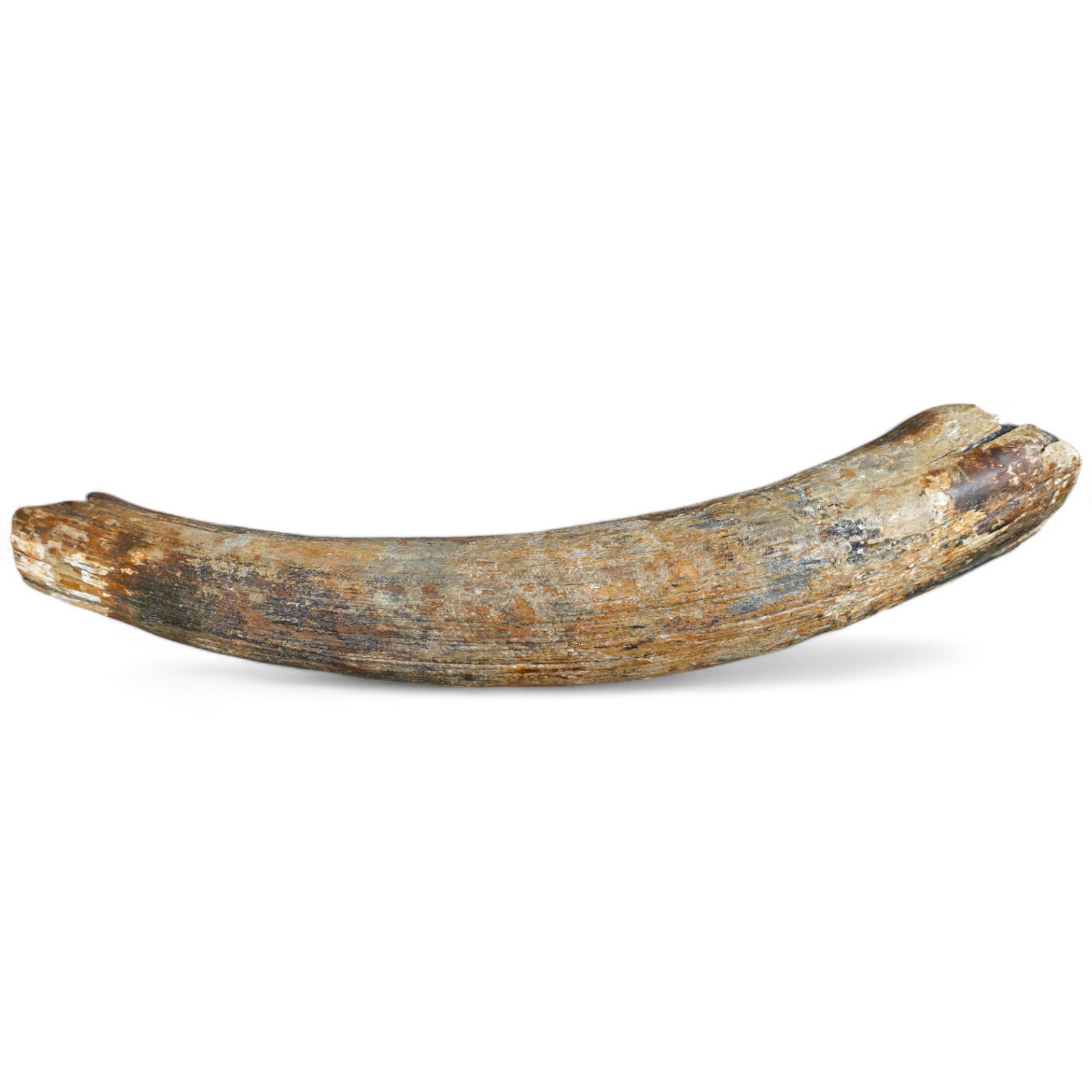 A section of prehistoric semi fossilised mammoth tusk, 52cm in length. Condition - fair to good antique condition